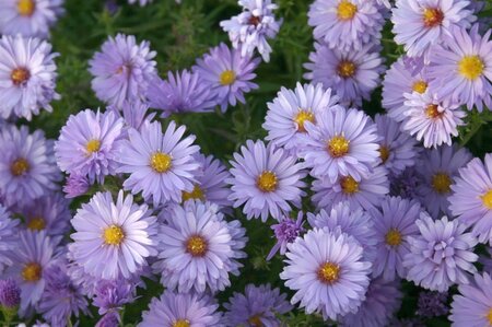 Aster (D) 'Lady in Blue' geen maat specificatie 0,55L/P9cm - afbeelding 2