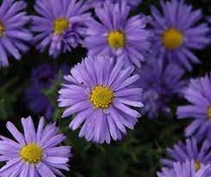 Aster (D) 'Lady in Blue' geen maat specificatie 0,55L/P9cm - afbeelding 3