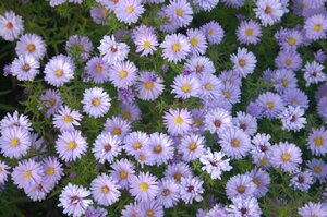 Aster (D) 'Lady in Blue' geen maat specificatie 0,55L/P9cm - afbeelding 4