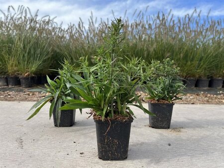 Aster (D) 'Lady in Blue' geen maat specificatie 0,55L/P9cm