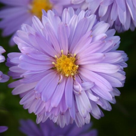 Aster (D) 'Lady in Blue' geen maat specificatie 0,55L/P9cm - afbeelding 5