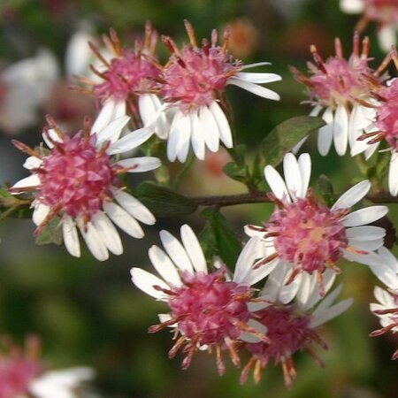 Aster l. 'Horizontalis' geen maat specificatie 0,55L/P9cm - afbeelding 5
