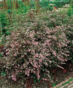 Aster l. 'Horizontalis' geen maat specificatie 0,55L/P9cm - afbeelding 6