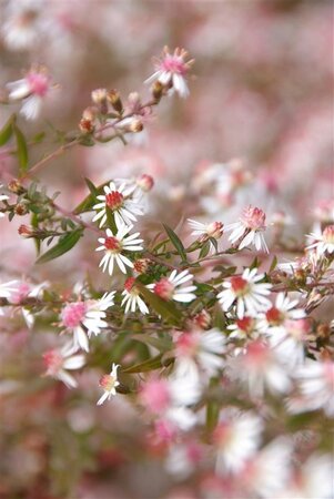 Aster l. 'Horizontalis' geen maat specificatie 0,55L/P9cm - afbeelding 3