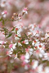Aster l. 'Horizontalis' geen maat specificatie 0,55L/P9cm - afbeelding 3