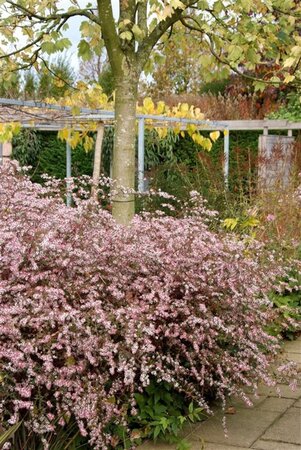 Aster l. 'Horizontalis' geen maat specificatie 0,55L/P9cm - afbeelding 4