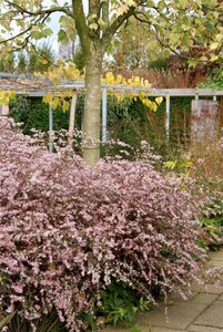 Aster l. 'Horizontalis' geen maat specificatie 0,55L/P9cm - afbeelding 4