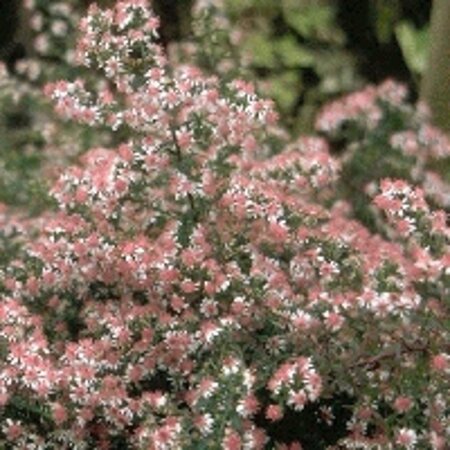 Aster l. 'Horizontalis' geen maat specificatie 0,55L/P9cm - afbeelding 7