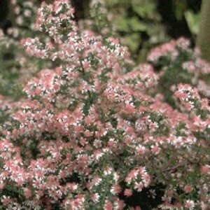 Aster l. 'Horizontalis' geen maat specificatie 0,55L/P9cm - afbeelding 7