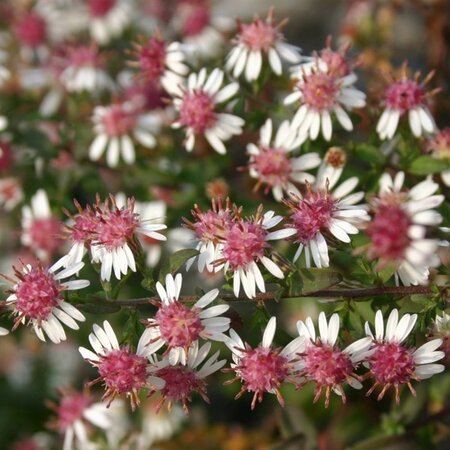 Aster l. 'Horizontalis' geen maat specificatie 0,55L/P9cm - afbeelding 8