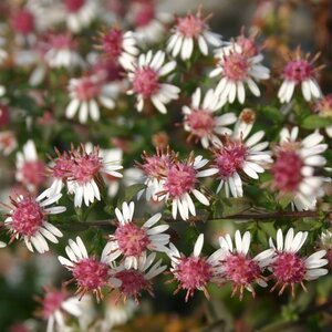 Aster l. 'Horizontalis' geen maat specificatie 0,55L/P9cm - afbeelding 8
