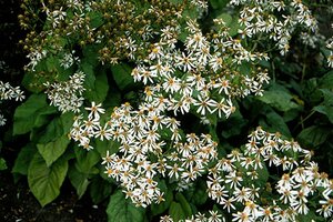 Aster macrophyllus geen maat specificatie 0,55L/P9cm