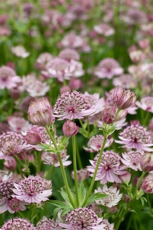 Astrantia major geen maat specificatie 0,55L/P9cm - afbeelding 2