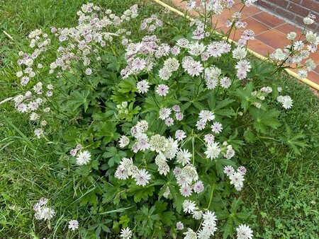 Astrantia major geen maat specificatie 0,55L/P9cm - afbeelding 3