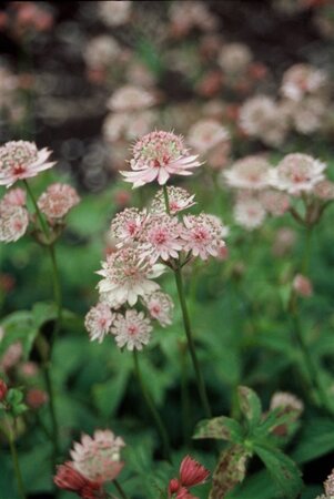 Astrantia major geen maat specificatie 0,55L/P9cm - afbeelding 5