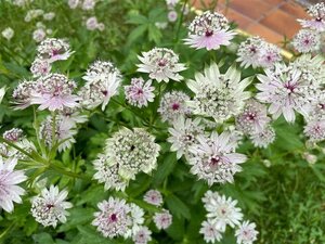 Astrantia major geen maat specificatie 0,55L/P9cm - afbeelding 4