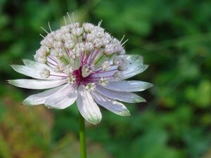Astrantia major geen maat specificatie 0,55L/P9cm