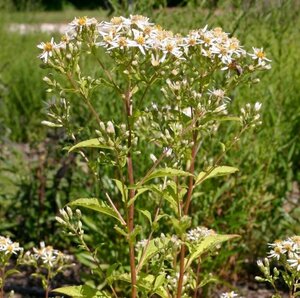 Aster macrophyllus 'Albus' geen maat specificatie 0,55L/P9cm - afbeelding 1