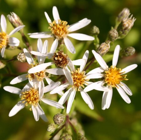 Aster macrophyllus 'Albus' geen maat specificatie 0,55L/P9cm - afbeelding 2