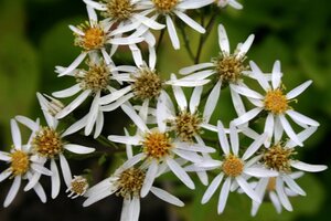 Aster macrophyllus 'Albus' geen maat specificatie 0,55L/P9cm