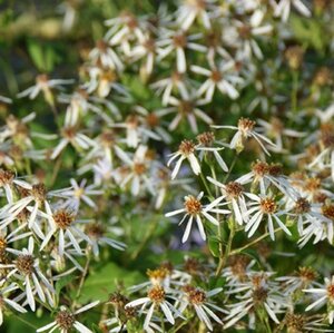 Aster macrophyllus 'Albus' geen maat specificatie 0,55L/P9cm - afbeelding 4