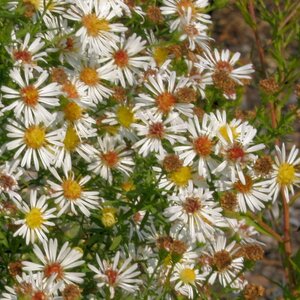 Aster (U) 'Monte Cassino' geen maat specificatie 0,55L/P9cm - afbeelding 3