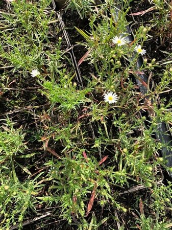 Aster (U) 'Monte Cassino' geen maat specificatie 0,55L/P9cm