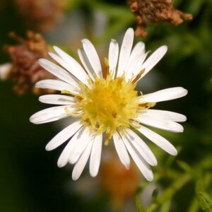 Aster (U) 'Monte Cassino' geen maat specificatie 0,55L/P9cm - image 2