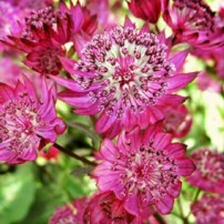Astrantia maj. 'Claret' geen maat specificatie 0,55L/P9cm - afbeelding 1