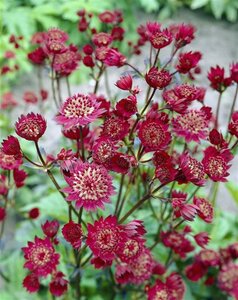 Astrantia maj. 'Claret' geen maat specificatie 0,55L/P9cm - afbeelding 2