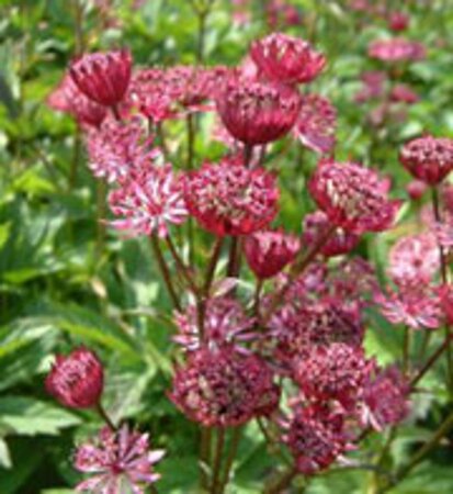 Astrantia maj. 'Claret' geen maat specificatie 0,55L/P9cm - afbeelding 3