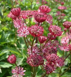 Astrantia maj. 'Claret' geen maat specificatie 0,55L/P9cm - afbeelding 3