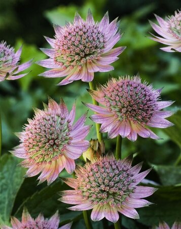 Astrantia maj. 'Florence' geen maat specificatie 0,55L/P9cm - afbeelding 2