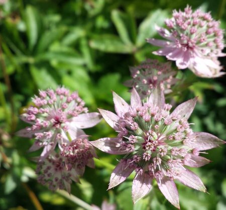 Astrantia maj. 'Florence' geen maat specificatie 0,55L/P9cm - afbeelding 3