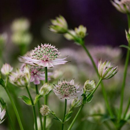 Astrantia maj. 'Florence' geen maat specificatie 0,55L/P9cm