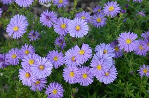Aster (D) 'Mittelmeer' geen maat specificatie 0,55L/P9cm