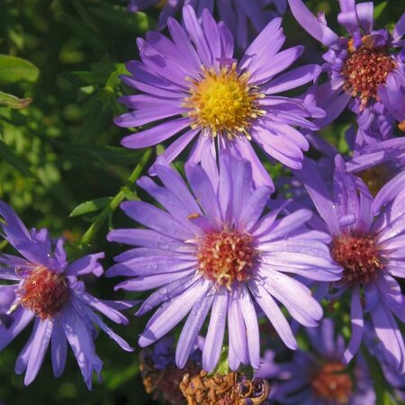 Aster (D) 'Mittelmeer' geen maat specificatie 0,55L/P9cm - afbeelding 2