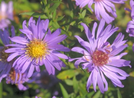 Aster (D) 'Mittelmeer' geen maat specificatie 0,55L/P9cm - afbeelding 3