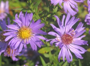 Aster (D) 'Mittelmeer' geen maat specificatie 0,55L/P9cm - afbeelding 3