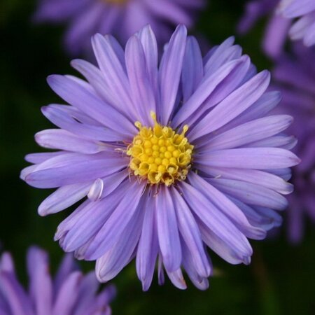 Aster (D) 'Mittelmeer' geen maat specificatie 0,55L/P9cm - afbeelding 4