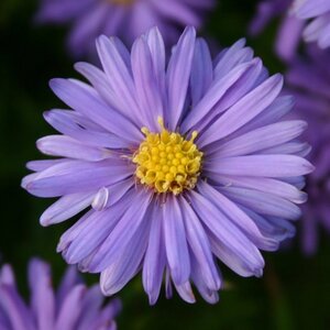 Aster (D) 'Mittelmeer' geen maat specificatie 0,55L/P9cm - afbeelding 4