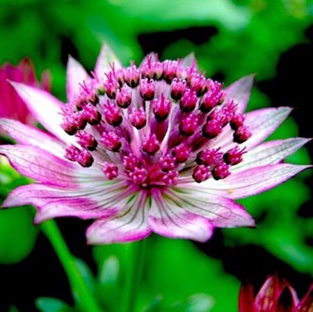 Astrantia maj. 'Primadonna' geen maat specificatie 0,55L/P9cm