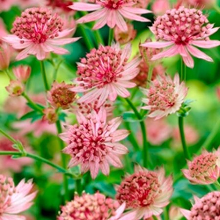 Astrantia maj. 'Roma' geen maat specificatie 0,55L/P9cm - afbeelding 4