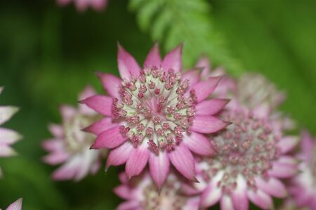 Astrantia maj. 'Roma' geen maat specificatie 0,55L/P9cm - afbeelding 4