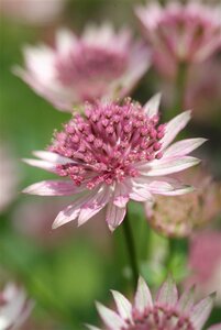 Astrantia maj. 'Roma' geen maat specificatie 0,55L/P9cm - afbeelding 5