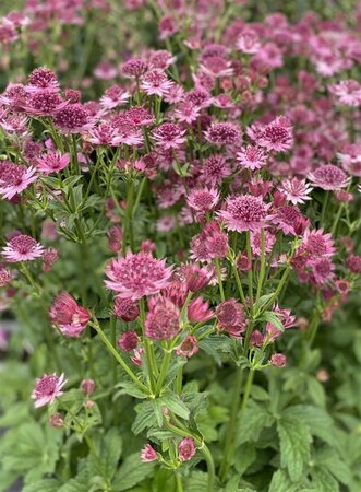 Astrantia maj. 'Roma' geen maat specificatie 0,55L/P9cm - afbeelding 5
