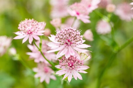 Astrantia maj. 'Roma' geen maat specificatie 0,55L/P9cm - image 3