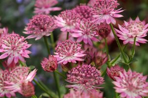 Astrantia maj. 'Roma' geen maat specificatie 0,55L/P9cm - image 6