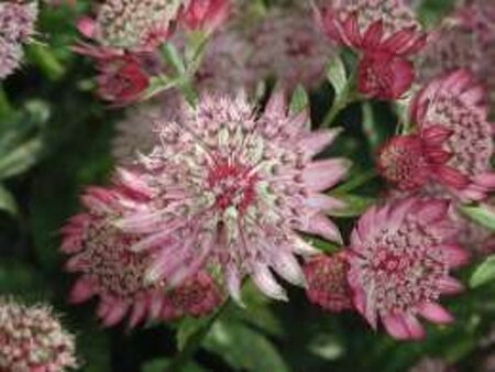 Astrantia maj. 'Rubra' geen maat specificatie 0,55L/P9cm