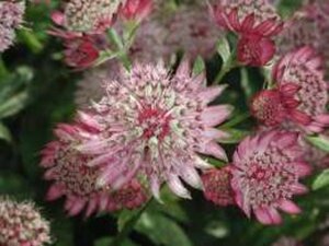 Astrantia maj. 'Rubra' geen maat specificatie 0,55L/P9cm